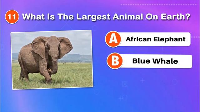 Trivia Quiz For Kids | Daily Trivia Quiz | Trivia Questions For Kids | Nice Quiz смотреть онлайн