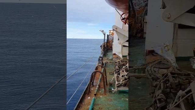 Касатки в Беренговом море. смотреть онлайн