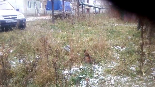 Жизнь кота на природе. смотреть онлайн