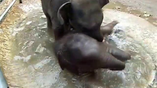 Pinnawala Elephant Orphanage: baby elephants playing in the water смотреть онлайн