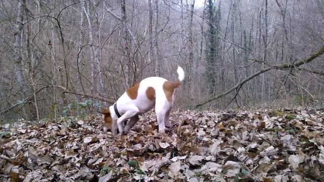 Смарт в лесу смотреть онлайн