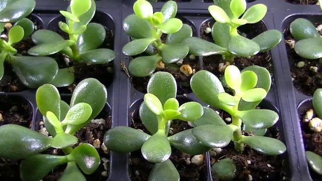 Crassula Ovata Mini Jade Cuttings (Minor)