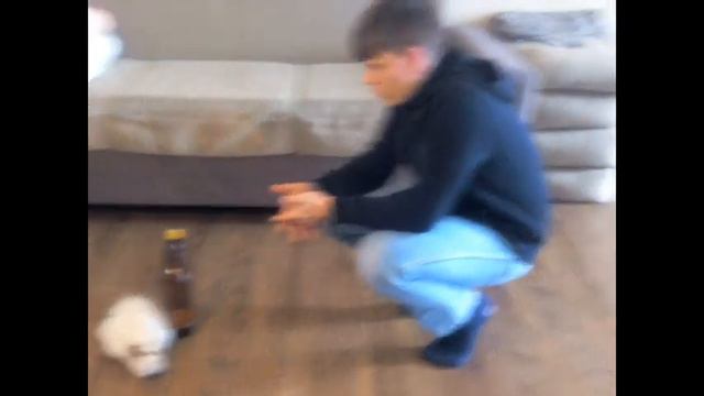 МОРСКАЯ СВИНКА ЧАРЛИ (ЧАСТЬ1.) смотреть онлайн