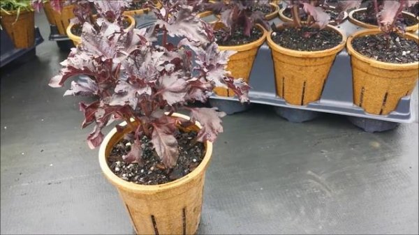 Best Herbs - Basil Purple Ruffles