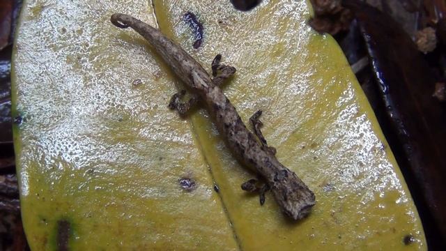 Brown Leaf Chameleon (Brookesia Superciliaris, One of the Smallest in the World) смотреть онлайн