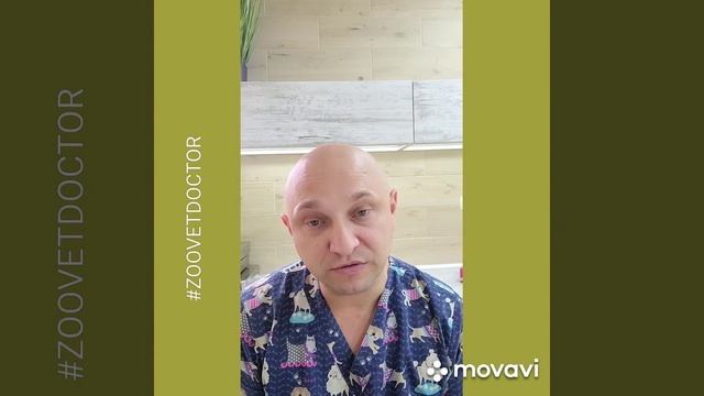 Продолжительность жизни животных, какие породы собак живут больше рекомендации Ушакова Дмитрия блог смотреть онлайн