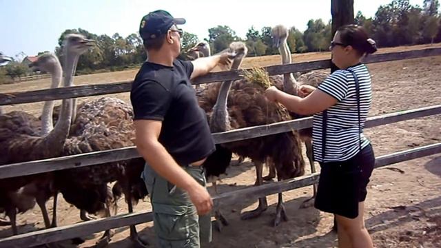 Страусиная ферма. Отдых в Закарпатье смотреть онлайн
