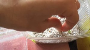 Посев долгожданных семян адениумов барашек.