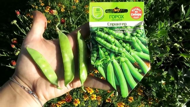 11 сортов гороха ВЫБИРАЕМ лучшие! Секреты выращивания гороха