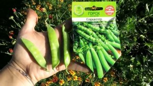 11 сортов гороха ВЫБИРАЕМ лучшие! Секреты выращивания гороха