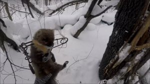 Закрытие охоты на куницу. в капканы попалась куница и белка (Будни охотника и рыбака)