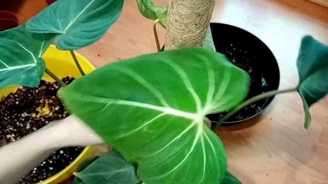 пересадка филодендрона кокосовая опора.