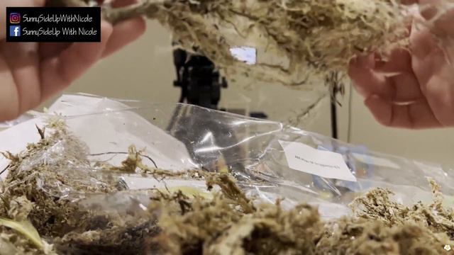 2024 Wishlist Plants Unboxing from Aroid Asia: Variegated Syngonium Chiapense, Monstera Albo & More смотреть онлайн