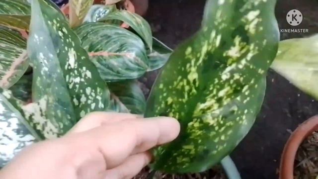 Snow White Aglaonema/Mahirap nga ba ito alagaan?Ano ang ginawa para mapalago ito?#plantscare смотреть онлайн