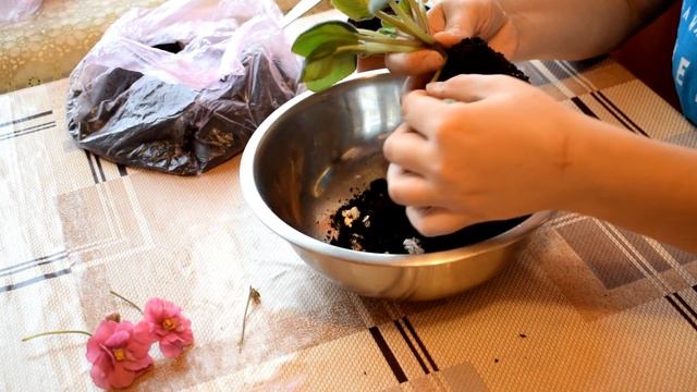 Постановка фиалки на фитиль//ЕК-Богиня красоты//Фиалка смотреть онлайн
