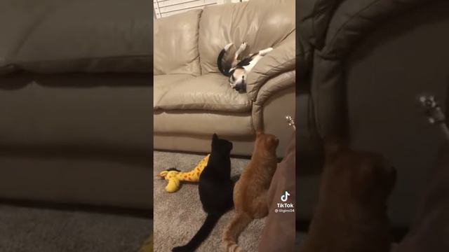 Наши любимые домашние питомцы 🥰 смотреть онлайн