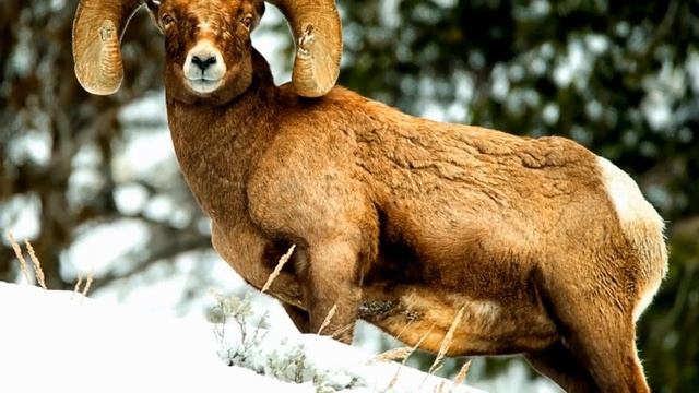Снежный баран - животные красной книги #29 смотреть онлайн