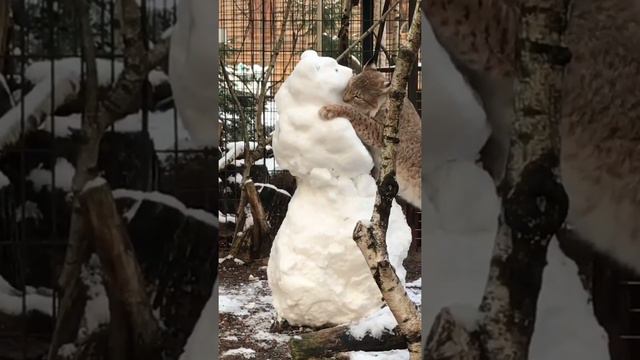 В зоопарке рысь «подружилась» со снежной фигурой медведя смотреть онлайн
