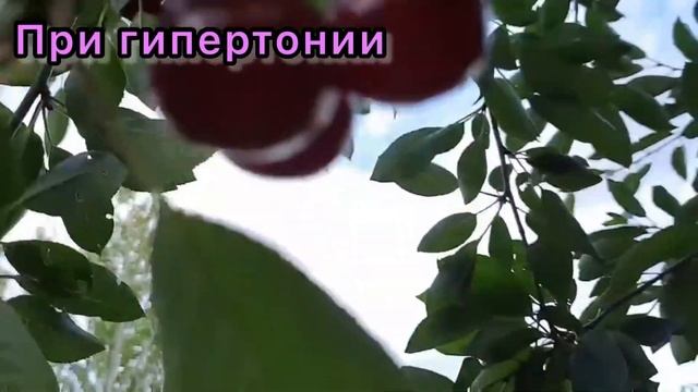 ВИШНЯ созрела в Молдавии. Рецепт лечения вишней: подагра и гипертония смотреть онлайн