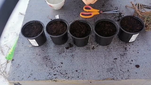 Что делать если погибает туя смотреть онлайн