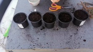 Что делать если погибает туя