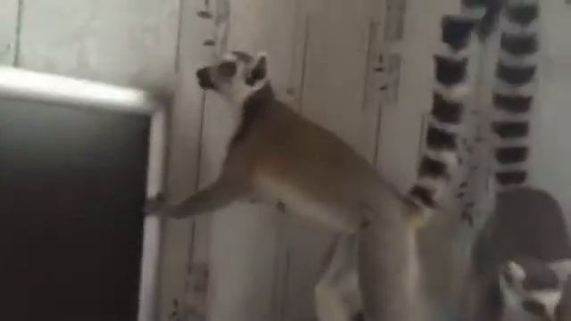 Лемур разговаривает с кошкой. Смешное видео. Кольцехвостый лемур катта. смотреть онлайн