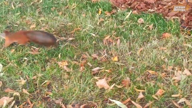 Белки / Северный Речной вокзал смотреть онлайн