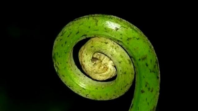 Что такое Активация ДНК и для чего она нужна Почему я смотреть онлайн