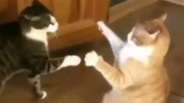 Я сама не знаю, что это за видео(я его не смотрела), но знаю только одно то что оно про кошек смотреть онлайн