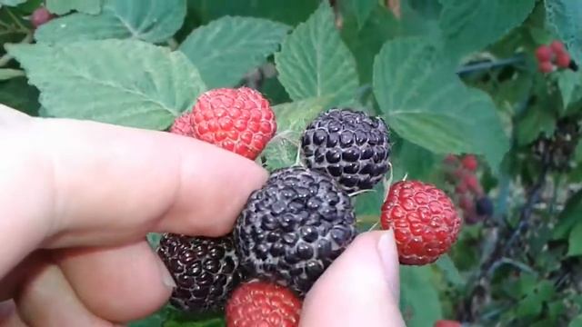 Crna malina, Bristol, (2017.) Black Raspberry - Rubus Occidentalis смотреть онлайн