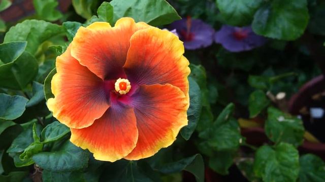 My Hibiscus seedling-The Second Resurrection смотреть онлайн