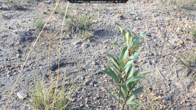 Последствия ликвидации бывшей шахты "Скальная" Кизеловского угольного бассейна смотреть онлайн