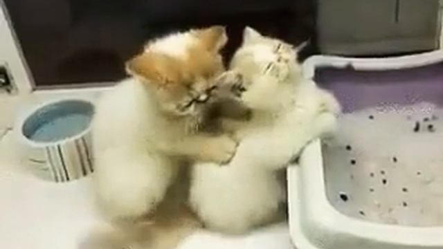 КОТЯТА Gif смотреть онлайн
