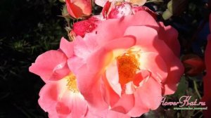 Роза Герцогиня Фредерика