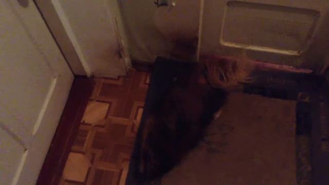 Помытый пекинес вытирает пол=) смотреть онлайн