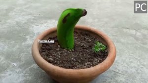 ?Как вырастить дерево банана? из банана в 2023 году?