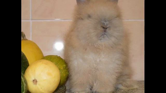 Кроличий Дискач смотреть онлайн