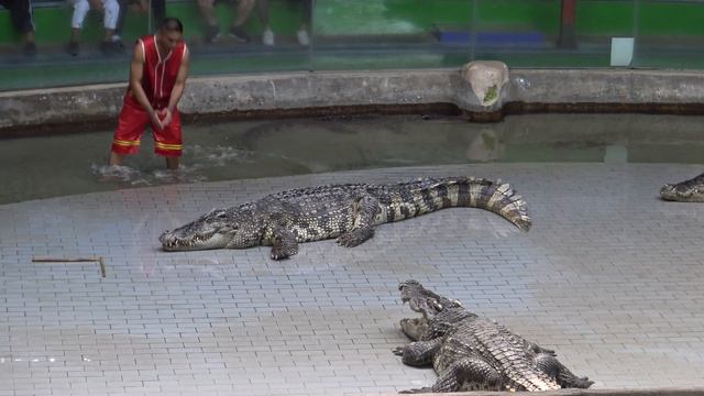 Crocodile Show in Sriracha Tiger Zoo смотреть онлайн