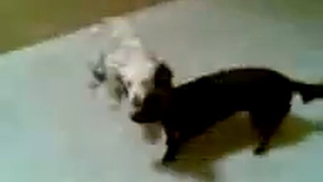Molly, mini labrador. смотреть онлайн