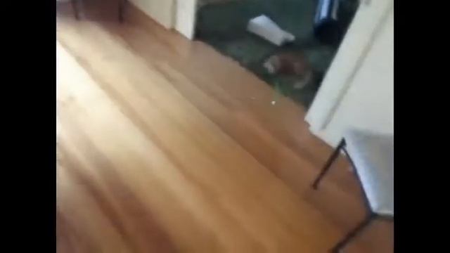 смешные приколы видео про котов смотреть онлайн