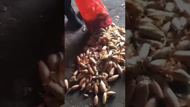 Лук шалот смотреть онлайн