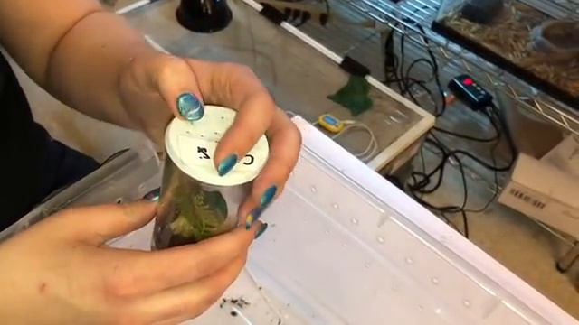 Caribena versicolor Care (sling To Adult) Collab With Tom’s Big Spiders смотреть онлайн