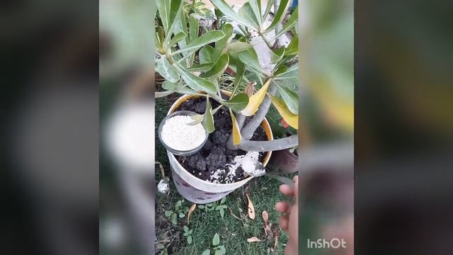 fertilizante casero para que tu rosa de desierto empieze a florear... смотреть онлайн