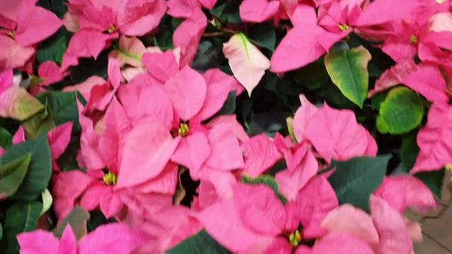 DIY Christmas Decor: Live Poinsettia Christmas Tree | How to make DIY Christmas tree смотреть онлайн