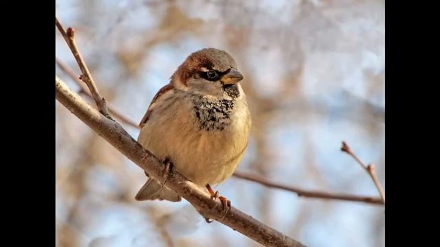 Колыбельная - Галина Мамонтова. Читает автор. Детская библиотека смотреть онлайн