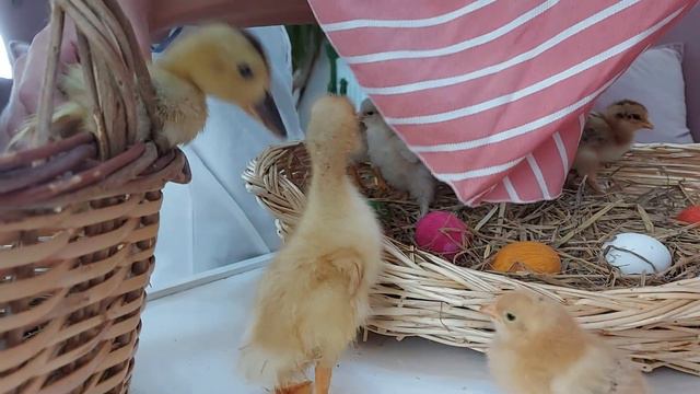 civciv ( chick ) ( فتاة جميلة ) ( цыпленок ) ( 小雞 ) ( cücə ) ( Küken ) ( pulcino ) ( polluelo ) смотреть онлайн