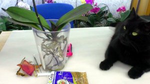 Орхидея в пустом горшке БЕЗ ГРУНТА // Что мне НЕ нравится?