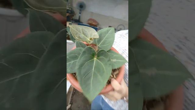 SALE ANTHURIUM , ALOCASIA & PHILO | 081254474711 смотреть онлайн