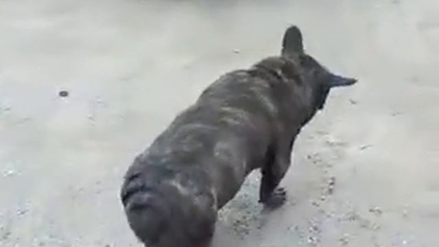 Собака - свинья))))) смотреть онлайн