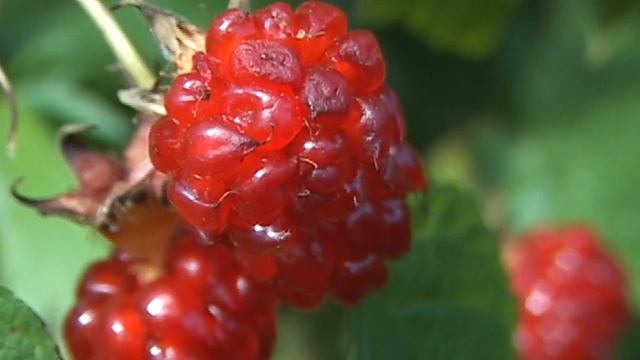 малина дикая ЛЕТО смотреть онлайн